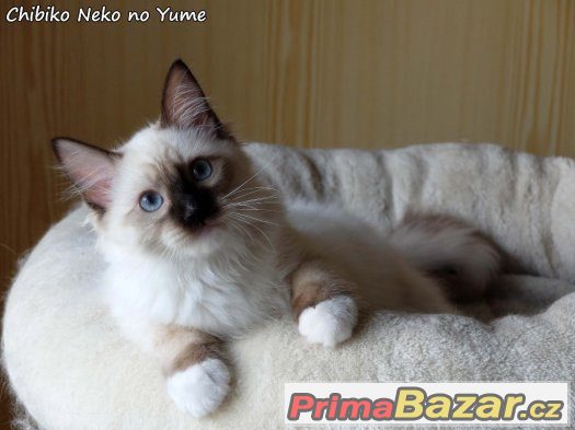 Ragdoll koťátko s PP – fotografie 3