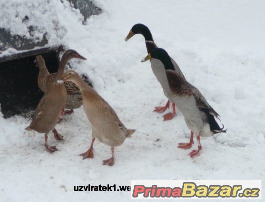 indický běžec – fotografie 1