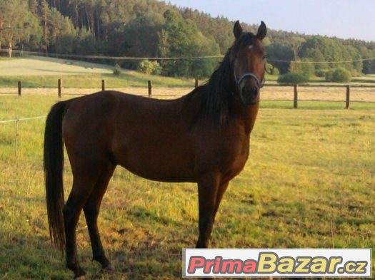 Prodám mladého hřebce – fotografie 2