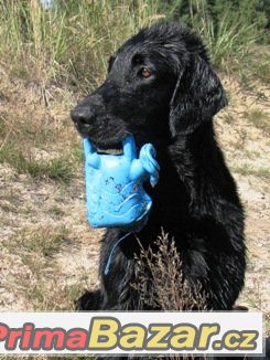 Černá štěňata Flat coated retrievera s PP – fotografie 3