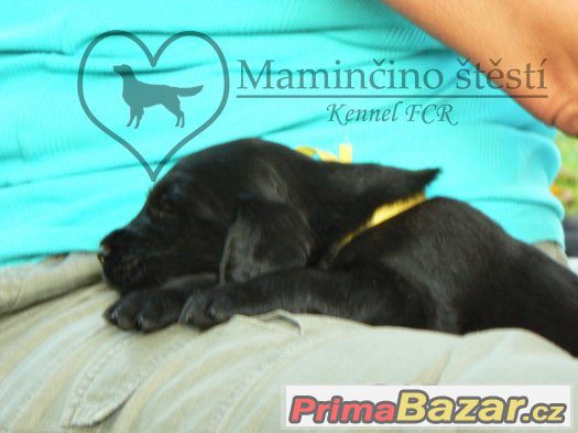 Černá štěňata Flat coated retrievera s PP – fotografie 5
