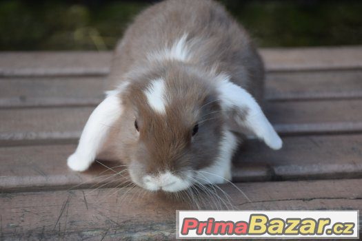 Zakrslí králíčci s VP - doprodej odchovů ♥ – fotografie 1
