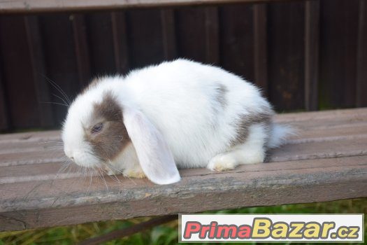 Zakrslí králíčci s VP - doprodej odchovů ♥ – fotografie 3