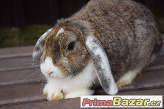 zakrslí beránci s výpisem předků – fotografie 3
