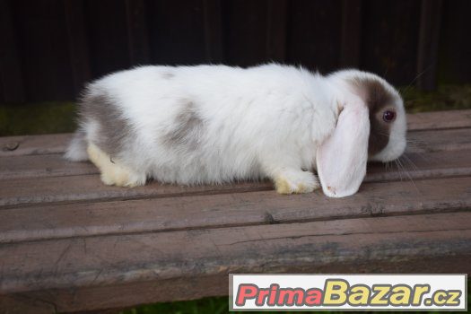 zakrslí beránci s výpisem předků – fotografie 4