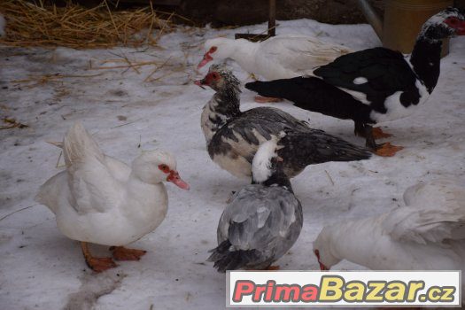 Chovná skupina pižmovek (čínek) – fotografie 4