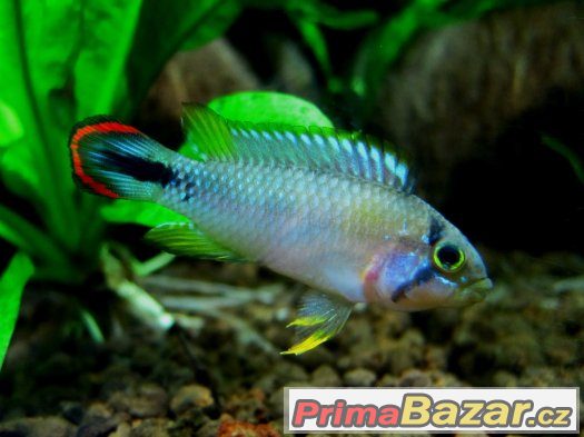 Apistogramma panduro – fotografie 1