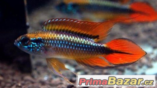 Apistogramma agassizii double red – fotografie 1