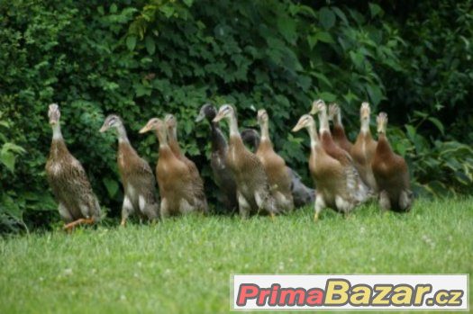 Prodám kačátka Indického běžce – fotografie 1