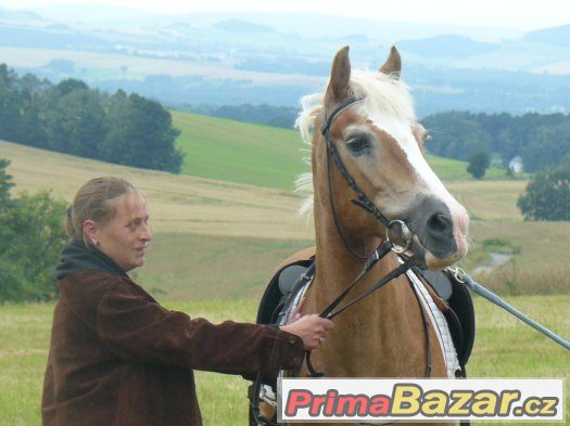 Starší klisna haflinga - charakter k dětem – fotografie 1