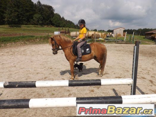 Valach pony – fotografie 1