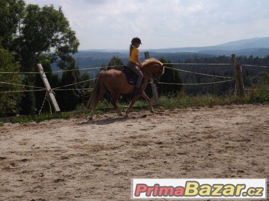 Valach pony – fotografie 2