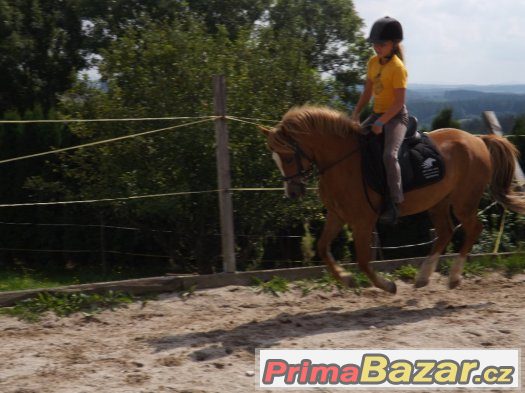 Valach pony – fotografie 3