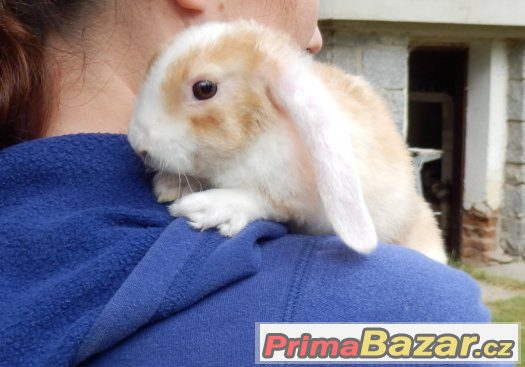 ZAKRSLÝ BERÁNEK s VP – fotografie 4