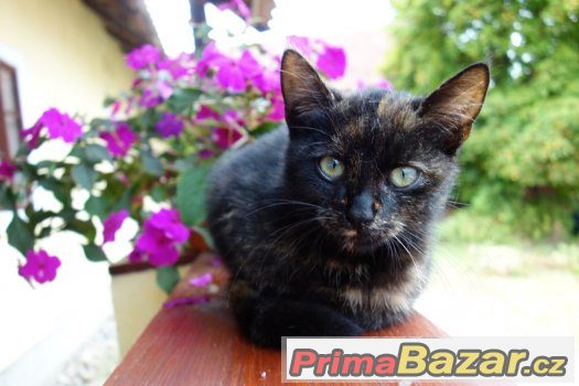 Kotěcí princezna hledá hodné chovatele – fotografie 1