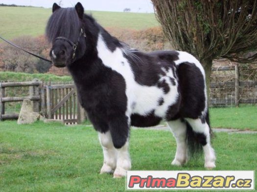 Koupím shetland pony – fotografie 3