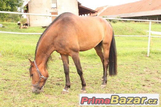 pony na prodej – fotografie 3