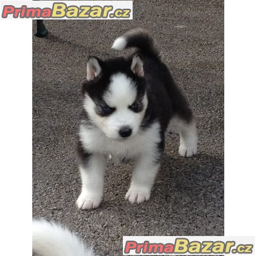 Sibiřský husky – fotografie 1
