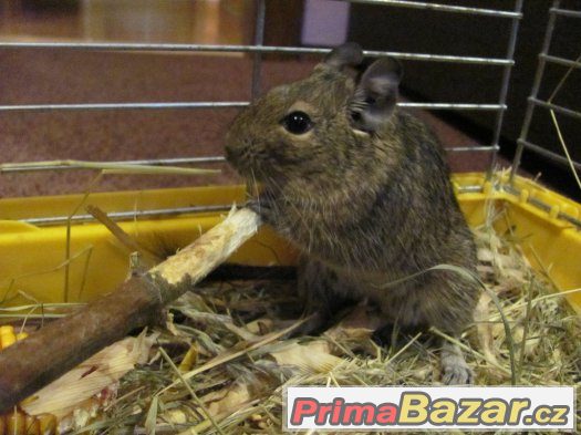 Osmák degu – fotografie 3