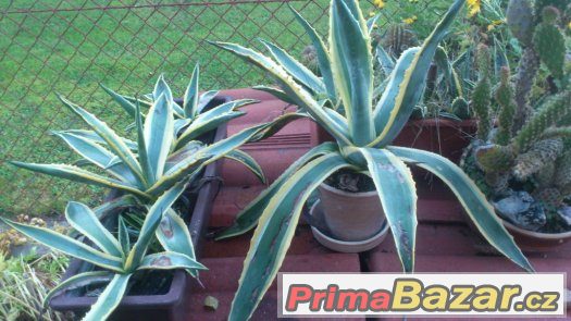 prodám Agave – fotografie 1