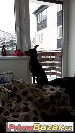 Nabízím krytí papírovým, chovným Pražským krysaříkem – fotografie 1