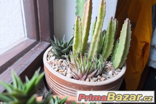 Nabízím osazené keramické misky sukulenty – fotografie 3
