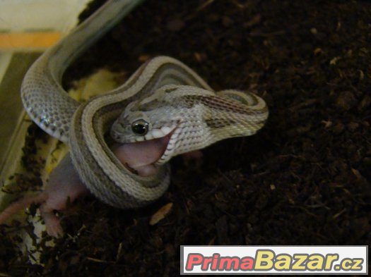 Užovka červená (Pantherophis guttatus) – fotografie 2