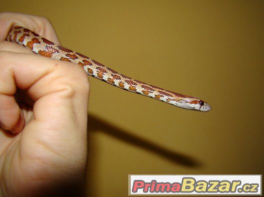 Užovka červená (Pantherophis guttatus) – fotografie 3