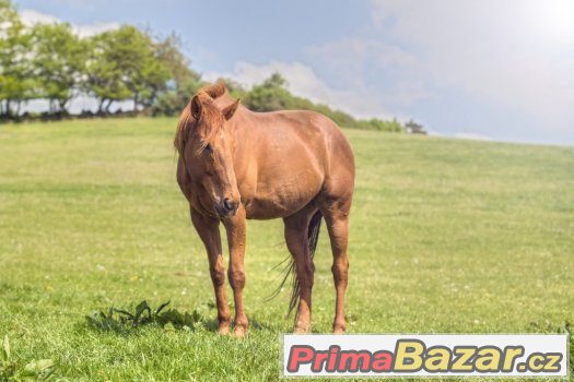 Nabízím k prodeji nebo do pronajmu konika – fotografie 1