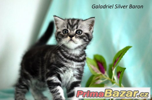 Britská koťátka s PP - whiskas – fotografie 1