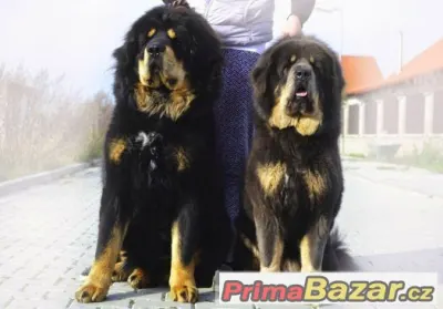 Tibetská doga - štěňátka s průkazem původu