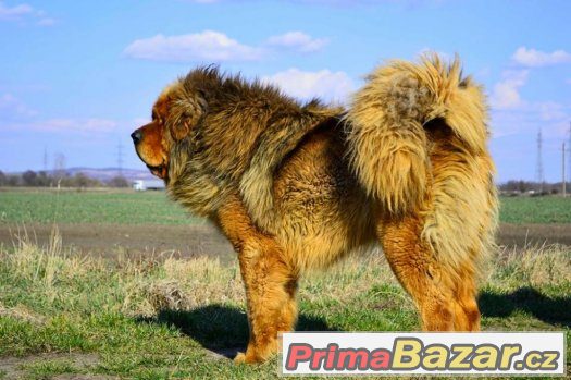 Tibetská doga - ALTAN-CORGO - štěňátka s průkazem původu – fotografie 2