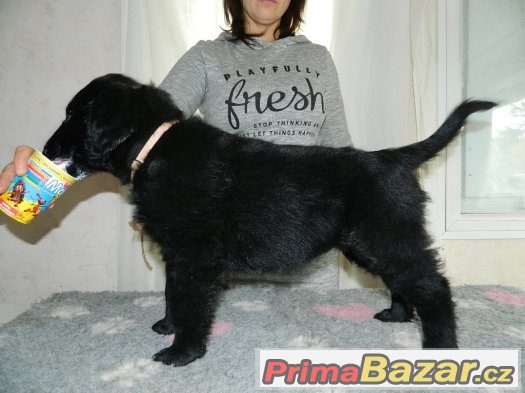 Flat coated retriever – fotografie 3