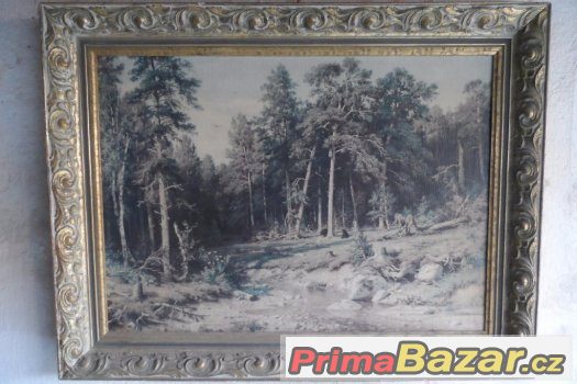 obraz sosnový bor – fotografie 1