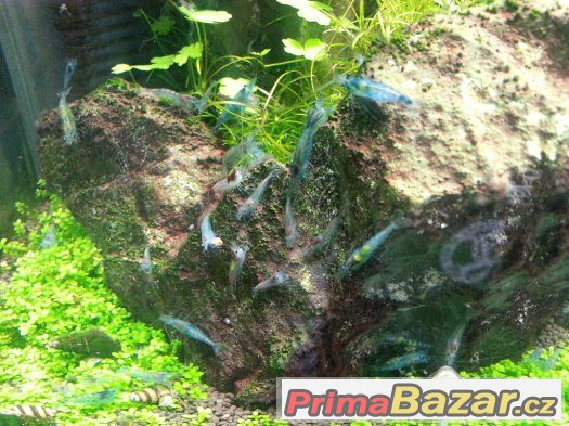 Krevety blue pearl při odběru nad 10 ks Hydrocotyle leucocep – fotografie 1