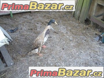 Indičtí běžci – fotografie 2