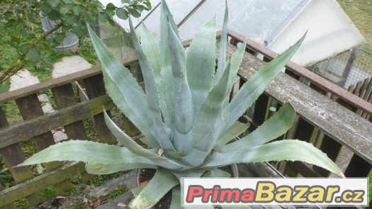kaktus Agave – fotografie 3
