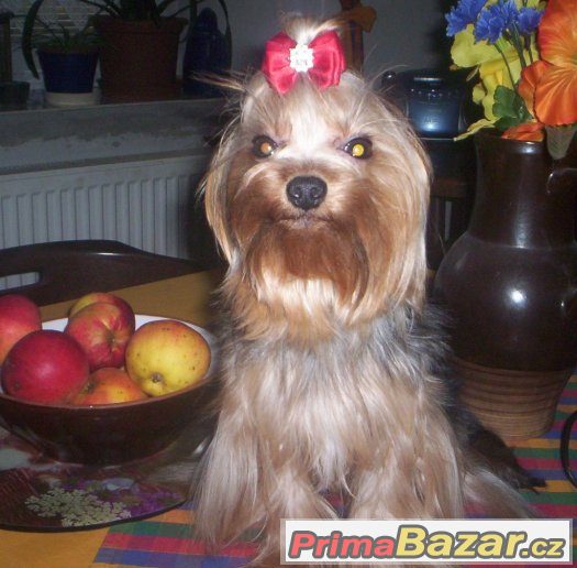 Jorkšírský terrier s PP - PES – fotografie 2