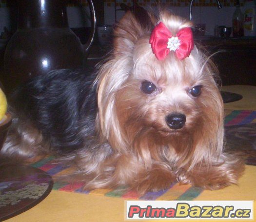 Jorkšírský terrier s PP - PES – fotografie 3