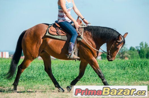 QH klisna,bezchybný původ a charakter -pro amatéra i náročné – fotografie 4
