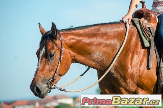 QH klisna,bezchybný původ a charakter -pro amatéra i náročné – fotografie 5