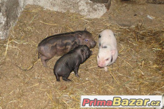 zakrslá prasátka -krásný vánoční dárek – fotografie 1