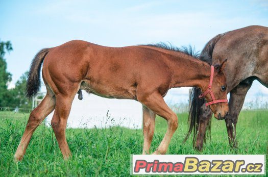 Úchvatný mohutný hřebec QH - skvělý původ a charakter – fotografie 3