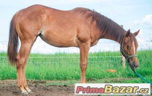 Krásná AQH klisna do sportu i hobby - TOP nabídka – fotografie 4