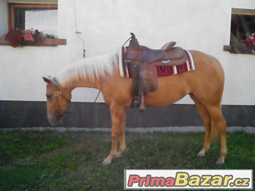 pronájem koně na westernové ježdění – fotografie 1