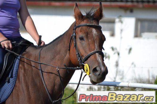 Klisna na rekreaci a hobby sport – fotografie 2