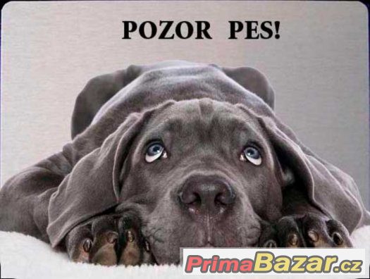 Luxusní hliníková cedulka POZOR PES Labrador retrívr černý – fotografie 2