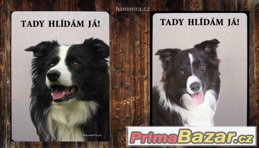 Luxusní hliníková tabulka POZOR PES BORDER KOLIE – fotografie 1