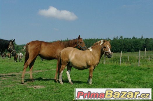 Boxové ustájení – fotografie 2