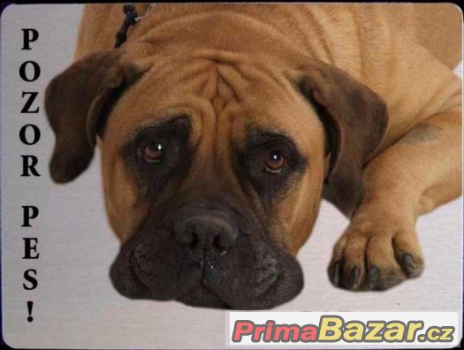 Luxusní hliníková tabulka POZOR PES Bulmastif Bullmastiff – fotografie 1